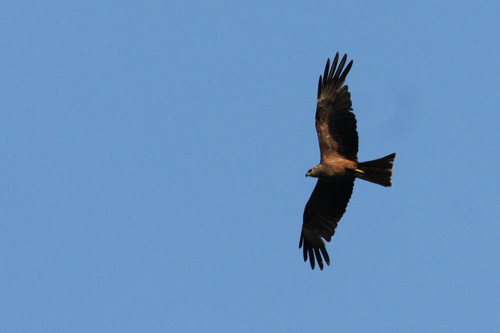 di quale rapace si tratta?